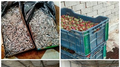 ضبط ٢ طن لحوم وأسماك غير صالحة للإستهلاك الآدمي بالبحيرة  