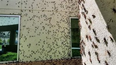 صراصير المورمون تغزو أمريكا 