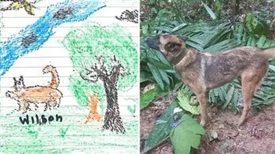 كولومبيا تبحث عن الكلب ويلسون مُنقذ أطفال الأدغال 