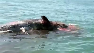 ظهور حوت نافق من نوع العنبر Sperm Whale  أمام سواحل محافظة بورسعيد