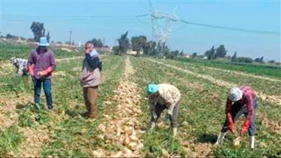 الإسكندرية.. «الزهور» حائرة بين البحيرة و مطروح