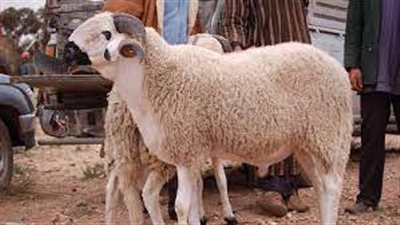 ذبح الأضاحي في الشارع سلوك غير حضاري.. ويعرضك للغرامة والعقوبة