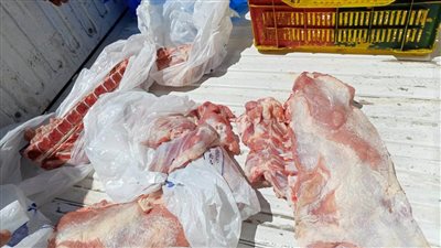 بورسعيد: ضبط لحوم عجول لبانى رضيع محظور ذبحها بمحلات الجزارة