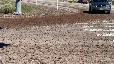 صراصير المورمون تجتاح ولاية أمريكية