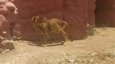 حقيقة صورة الأسد الهزيل بحديقة حيوان الإسكندرية.. مفاجأة  