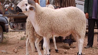 أسعار الخراف في المجمعات الاستهلاكية.. 