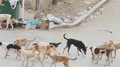 تكثيف حملات القضاء على الكلاب الضالة في القاهرة