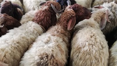 الحكومة تعايد الشعب بنحر الأضاحي مجانًا و10 آلاف جنيه عقوبة المخالف