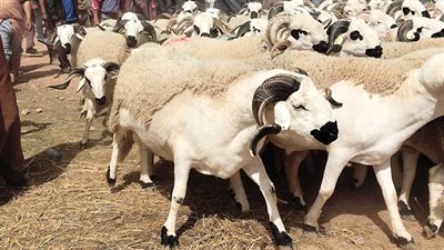 عيد الأضحى ..  أرقام مديريات الطب البيطري بالقاهرة والجيزة لتلقى الشكاوى 