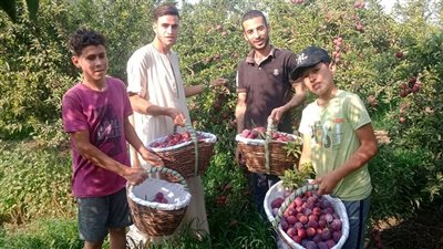 انطلاق موسم حصاد البرقوق بالقليوبية وسط فرحة المزارعين