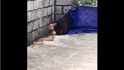 دجاجة تدافع عن صغارها ضد الكوبرا برشاقة وسرعة كبيرة.. فيديو