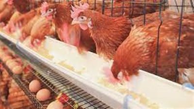 أسعار الفراخ البيضاء في الأسواق اليوم الجمعة