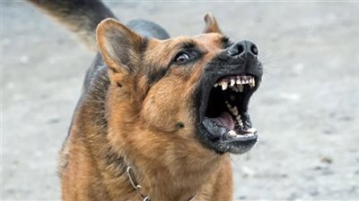 كلب ضال يعرض حياة سائح للخطر بمنطقة أثرية