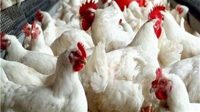 أسعار الدواجن اليوم الاحد من أرض المزرعة وفي الاسواق