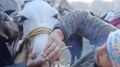 حماران يدخلان عامل الحبس 6 أشهر