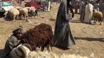 غلاء الأسعار وراء تراجع الإقبال على شراء الأضاحي بقنا 