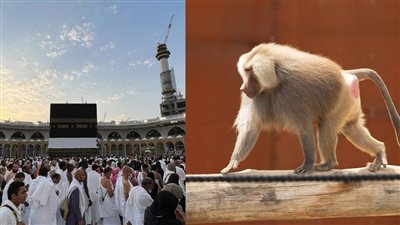 قرد يعطل المناسك باختطاف ملابس الحجاج.. شاهد
