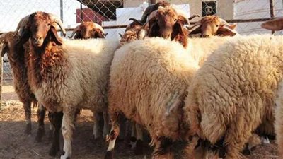 قبل ساعات من عيد الأضحي.. ننشر أسعار اللحوم بالمنيا