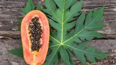 أوراق البابايا  تساعد على الحماية من السرطان.. دراسة توضح