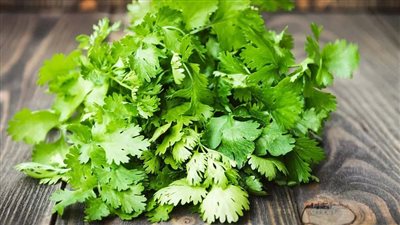 أوراق الكزبرة مفيدة لمرضى الكلى.. دراسة توضح