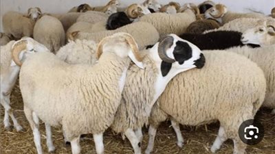 لسلامتك .. نصائح بيطرية لأضحية عيد الأضحى المبارك