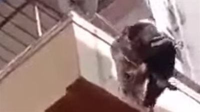 ثور يقفز من الطابق الرابع (شاهد) 