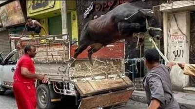 العجول الهاربة تسيطر على السوشيال ميديا طوال عيد الأضحي