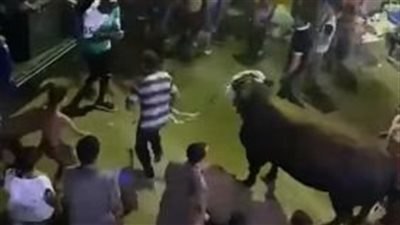 زفة لعجل في الشوارع قبل نحره بعيد الأضحى (شاهد) 