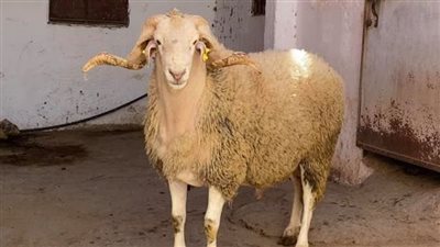 عيد الأضحى| ماذا يقول المضحي عند نحر الأضحية؟