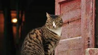 السجن 14 شهرًا لـ«سفاح القطط».. قتل 76 في كوريا الجنوبية