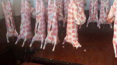 ذبح 946 أضحية بالمجان في مجازر الغربية خلال أيام العيد