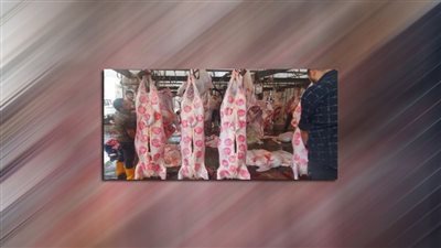 ذبح 853 رأس ماشية بالمجان بمجازر المنيا 