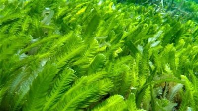 10 فوائذ غير متوقعة عن غذاء خارق مصدره الطحالب