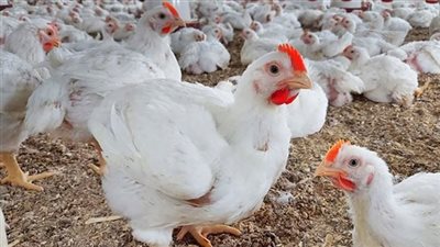 أسعار الدواجن اليوم الخميس بالمزرعة.. ارتفاع الفراخ البيضاء