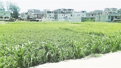 الأراضى الزراعية بلقانة «عطشانة»