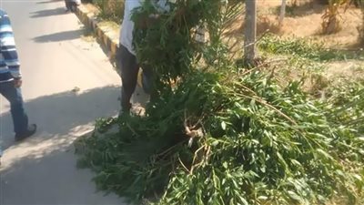 المنيا: استمرار أعمال مبادرة زراعة  100 مليون شجرة 