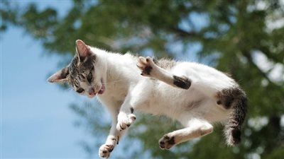 قطة بـ7 أرواح تسقط من الطابق 23 وتتحدى الموت