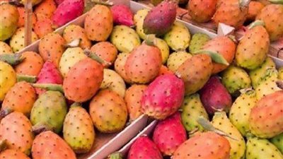 فوائد وأضرار التين الشوكي (شاهد)