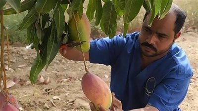 المنخفض الهندي يهدد المحاصيل والزراعة توجه توصيات عاجلة.. فيديو