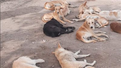  الكلاب الضالة تهاجم الأطفال و تفترس الأغنام بحنوب سيناء