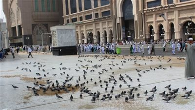 حكاية حمام الحرم الذي لا يمرض وصاحب مناعة قوية  