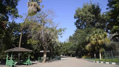 شائعات تجريف الأشجار النادرة تطيل حديقة الحيوان بالجيزة.. الحكومة تصدر بيان