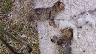 التهاب الصفاق المعدي السنوري.. فيروس جديد يجتاح القطط 