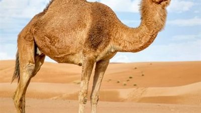  حكم الوضوء لمن أكل من لحم الإبل