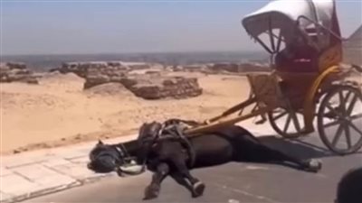 سقوط حصان بالأهرامات بسبب ارتفاع درجات الحرارة