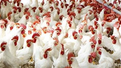 أسعار الدواجن تنهار .. وهبوط البانيه 40 جنيهًا دفعة واحدة خلال تعاملات اليوم 