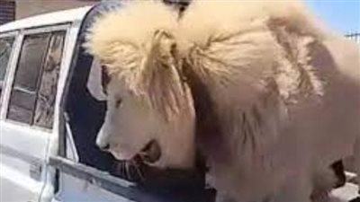 أسد مربوط على متن سيارة (شاهد) 