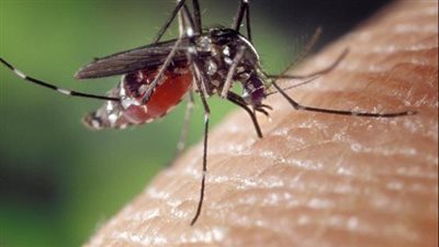 حمى الضنك في قنا.. 