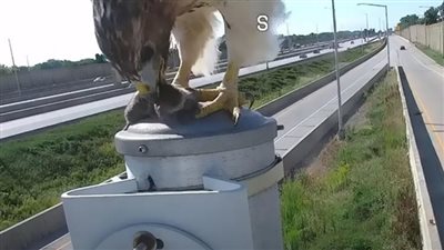 لقطات صادمة تظهر التهام صقر لفأر ضخم أمام رادار للسيارات.. شاهد