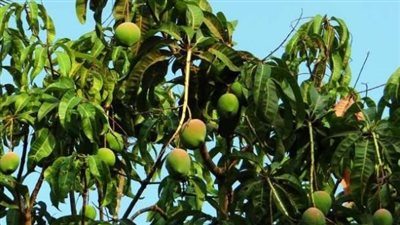 تفاصيل مهرجان الإسماعيلية للمانجو في دورته الثانية (شاهد)